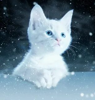 Снежная кошка