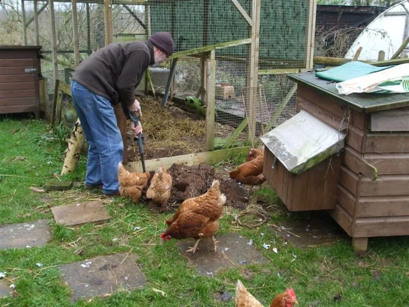 Выгодно держать кур. Куры на огороде клеют. Выгодно ли держать кур несушек. Выгодно ли держать курей. Выгодно ли держать дома кур.