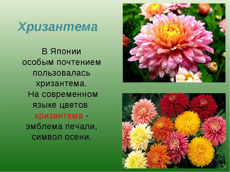 Хризантемы значение цвета. Хризантема родина растения. хризантема символ японии легенда. растения осенних цветников и их названия. рассказ о осенних цветах.