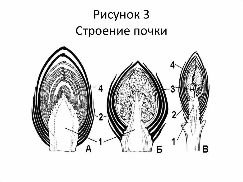 Строение почки ботаника. Строение почки растения. Строение вегетативной почки без подписей. Строение почек растений без подписей.