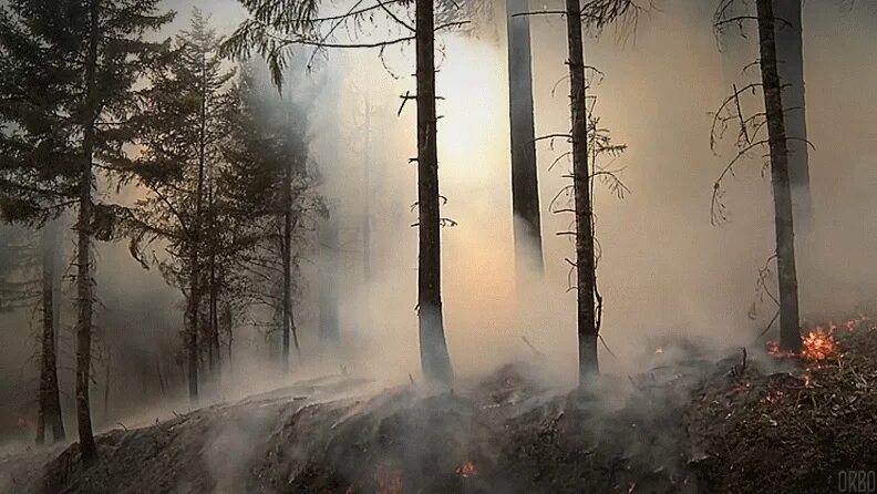 Пожар в лесу. Лес в огне. Горящий лес. Природные пожары. Сквозь лес и дым геншин