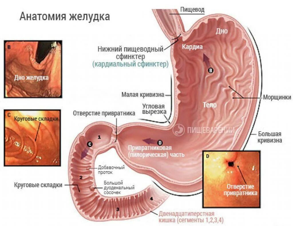 Кардия не смыкается что это значит. Клапан 12 перстной кишки и желудка. Кардиальный клапан желудка. Кардиальный сфинктер желудка. Привратник желудка анатомия.