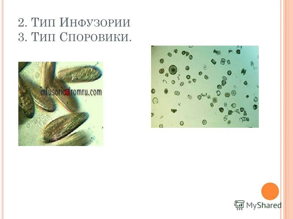 опыт гаузе с инфузориями принцип конкурентного. опыт гаузе с инфузориями. гаузе экология. опыты гаузе с конкурентными видами инфузорий. гаузе инфузории.