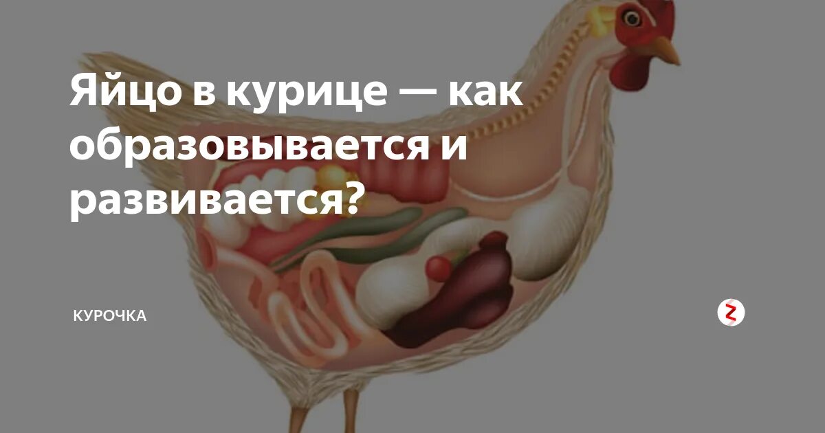 Как у куриц получается яйцо. Процесс оплодотворения курицы петухом. курица с яйцами. схема оплодотворения у курицы. откуда у курицы появляются яйца.