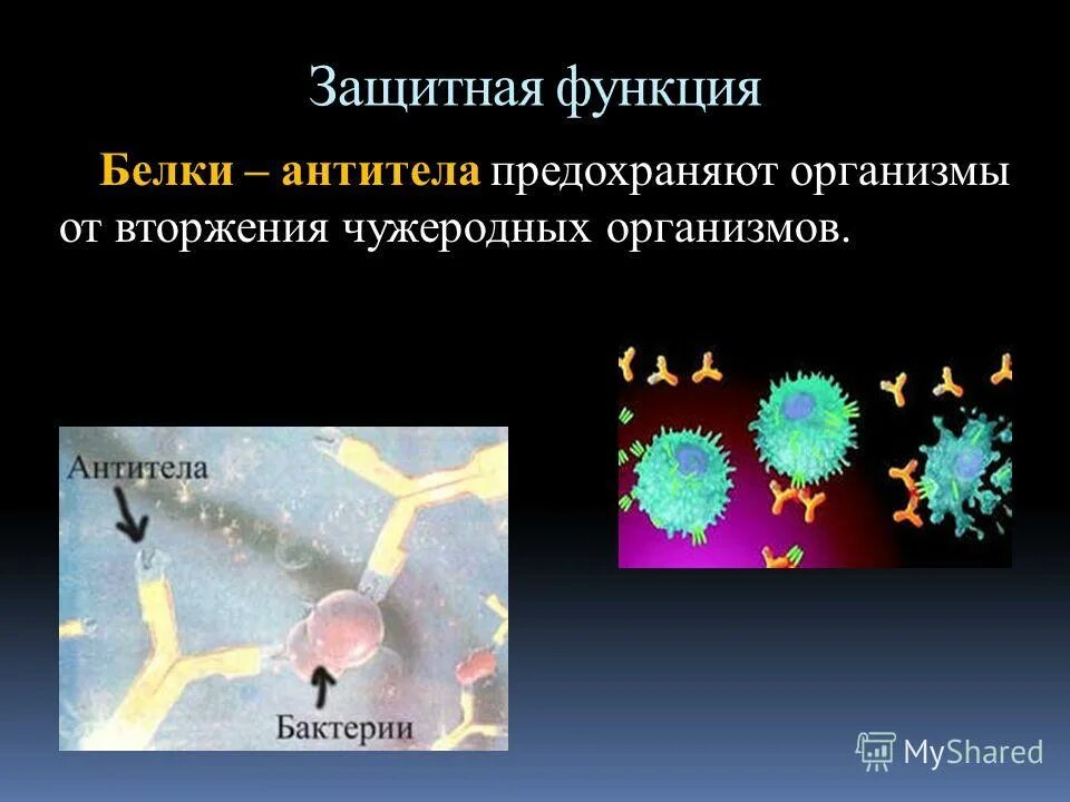 Защитная функция белков проявляется в том что. Защитная функция белков проявляется в том что