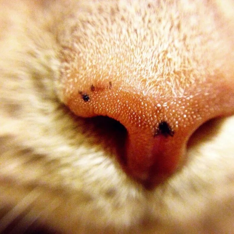 Мокрый нос у кота. Нос макро. Нос кошки под микроскопом.