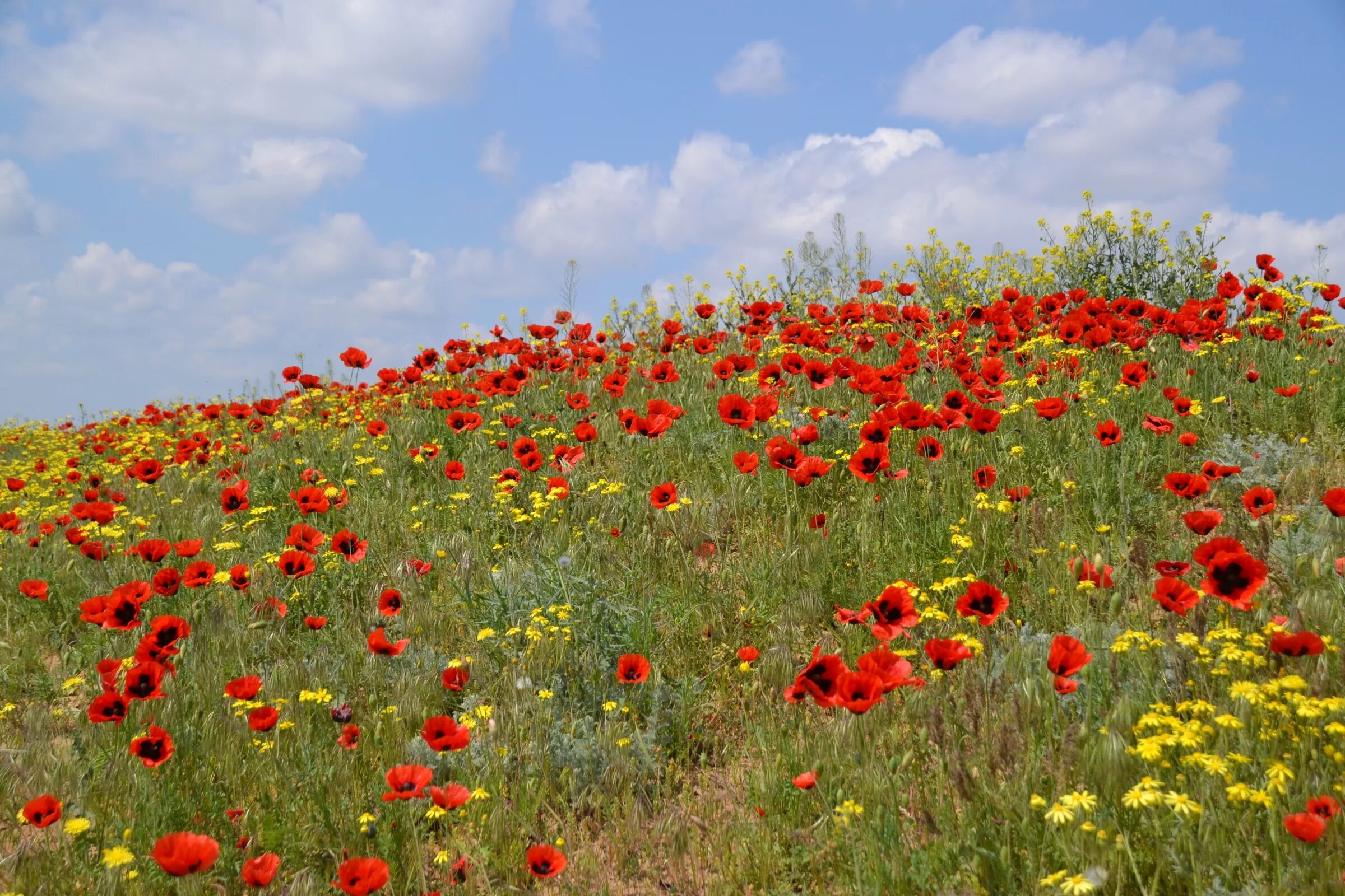степи херсона. ставропольская возвышенность. август степной. разнотравно-луговая степь кустарниковая степь.