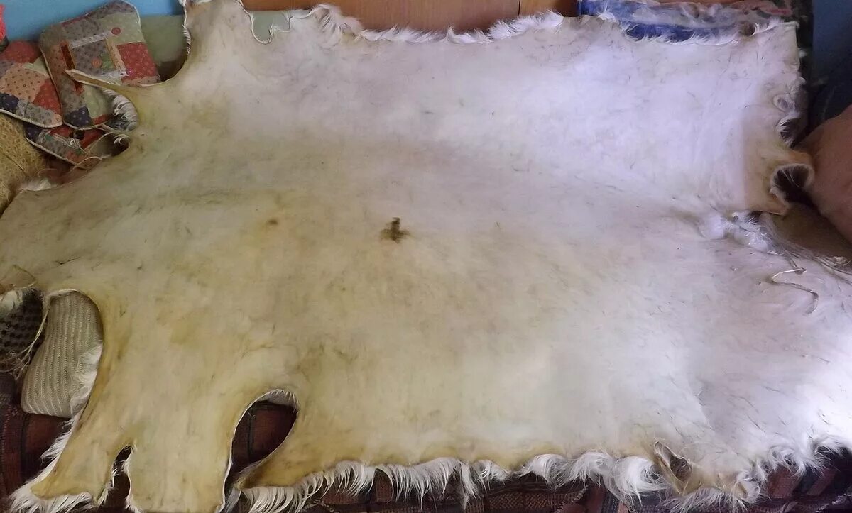 Что делают со шкурами животных