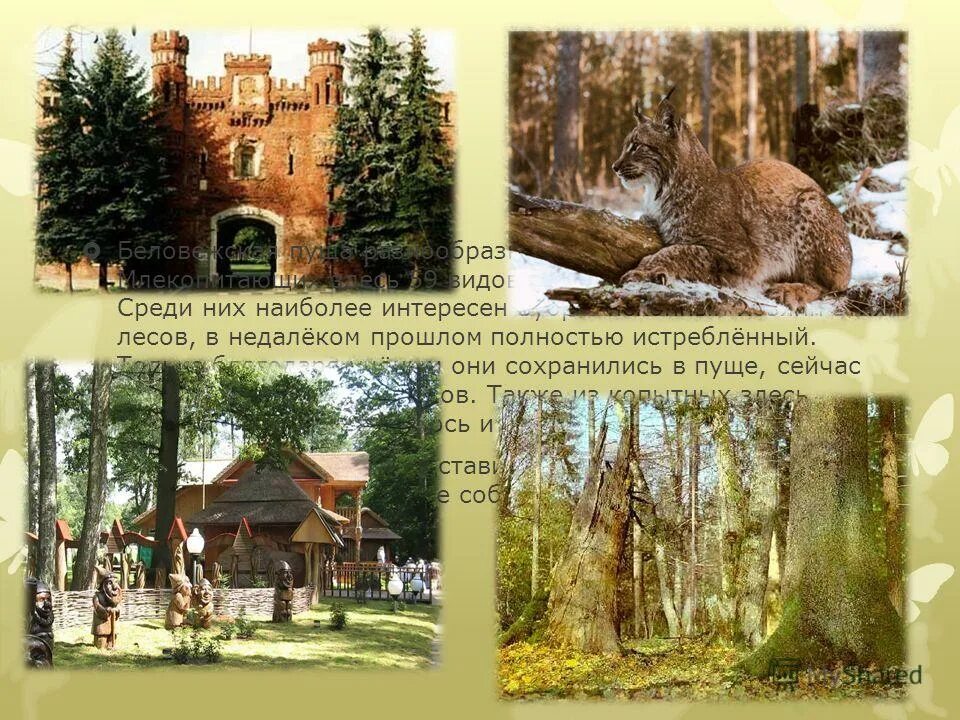 памятник природы беловежская пуща. охраняемый ландшафт «сарматский смешанный лес»  пермь. предложения со словами заповедник пуща тайга. предложения со словами заповедник пуща тайга.