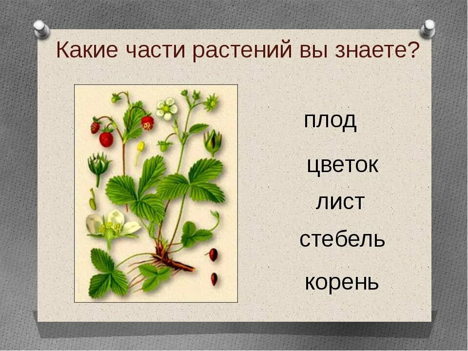 Растения первый класс. Части растения. Части растения 1 класс. Части растений окружающий мир. Части растений - урок.