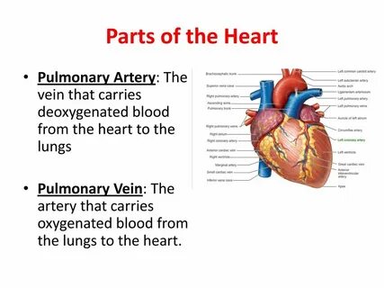 Heart parts