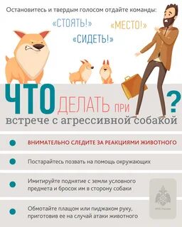 Действия в собачьем