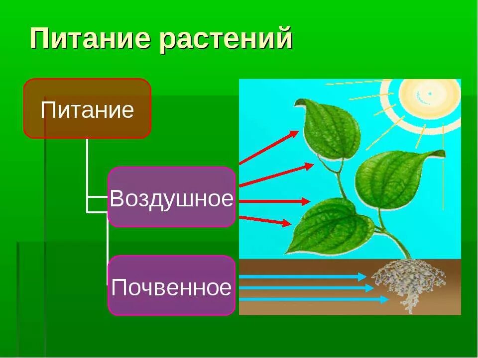 Как происходит питание. Биология 6 класс воздушное питание растений фотосинтез. питание растений минеральное питание фотосинтез. воздушное питание и почвенное питание растений. что такое почвенное питание растений 6 класс биология.