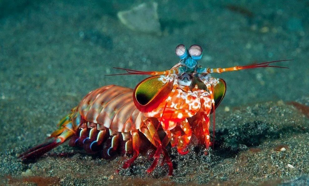 морские животные. морской скат хвостокол в черном море. скат-хвостокол в черном море. беспозвоночные животные. голожаберный моллюск глаукус.