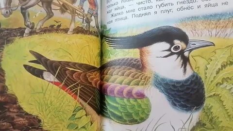 Луговка 5 букв