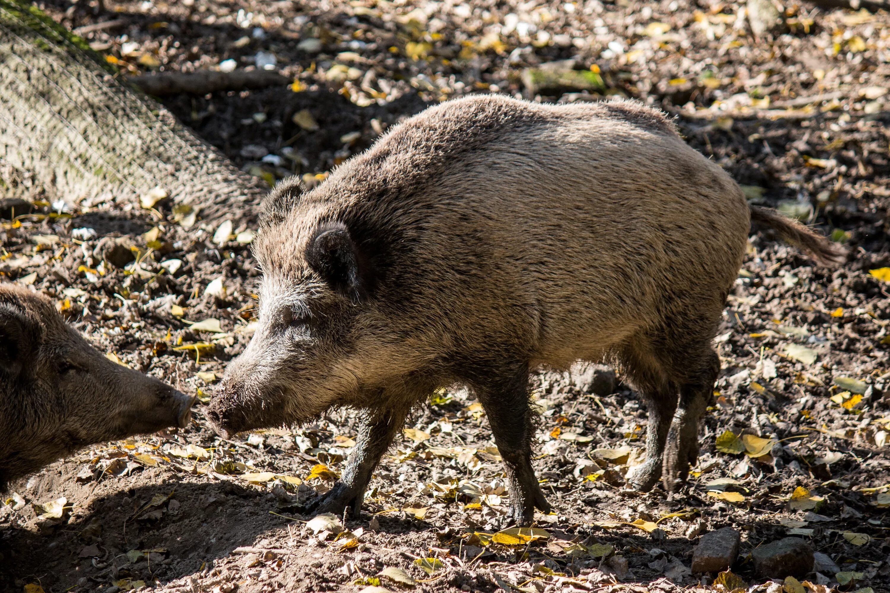 Сайт кабан. Кобан. центрально европейский кабан. кабан (лат. sus scrofa). дикая свинья.