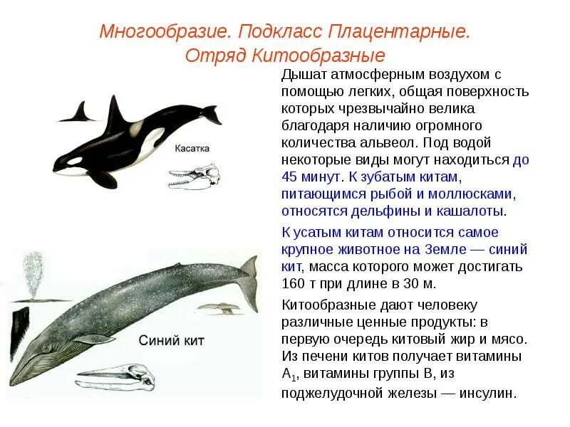 Значение китообразных в жизни человека. Отряд китообразные 7 класс биология. Отряд китообразные млекопитающие 7 класс биология. Характеристика отряда китообразные биология 7 класс. Представители класса китообразные.