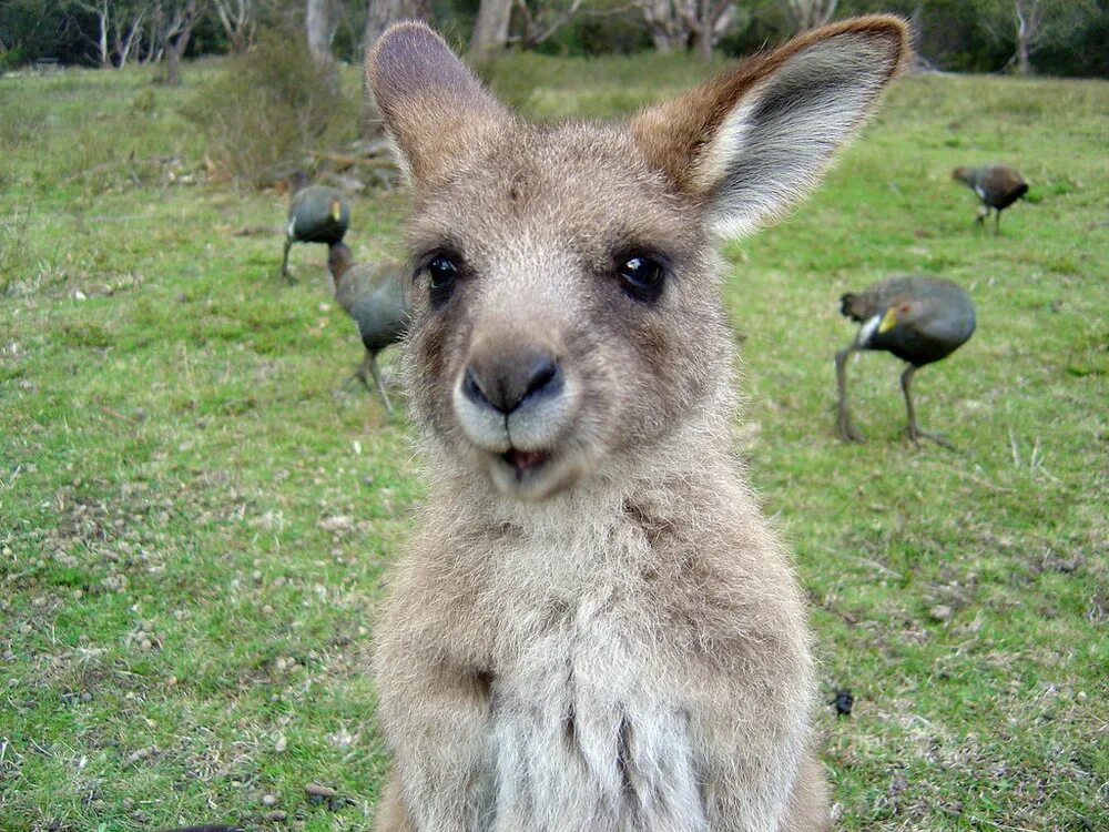 Восточно сибирская росомаха. Камуфляж на природе. Где можно найти животные. Млекопитающие красная панда. Где можно найти животные.