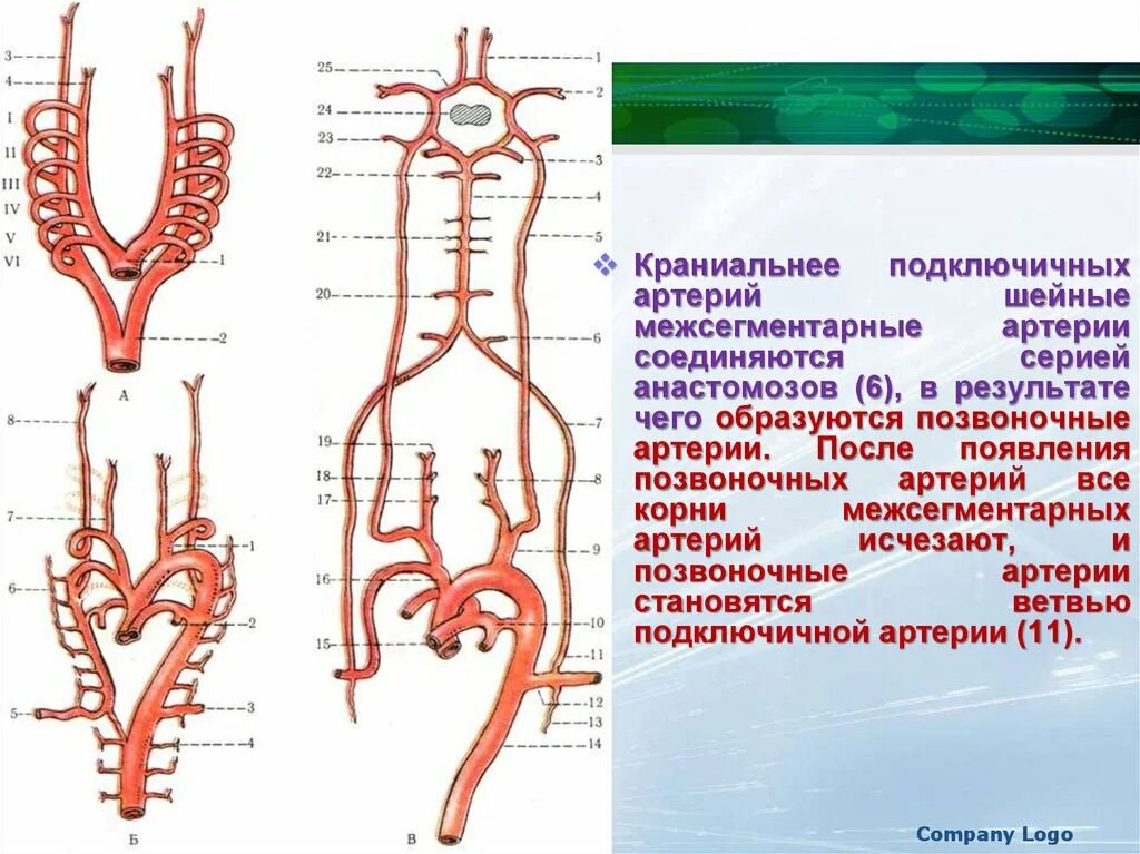 Размер вса