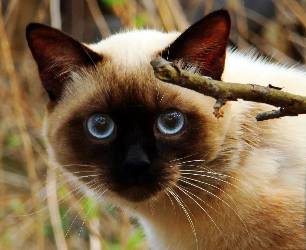 Про сиамских кошек. Сиамская кошка. Сиамская порода. Кот сиамской породы. Дикая Сиамская кошка.