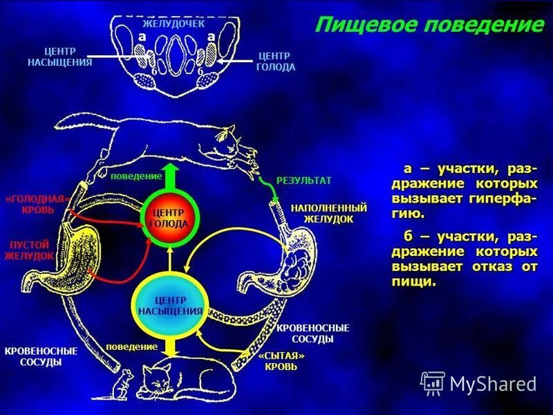 Центр голода и насыщения. Центр сытости и голода. Гипоталамус центр голода и насыщения. Центр голода и насыщения схема. Центр голода располагается