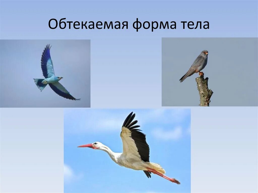 Обтекаемая форма тела
