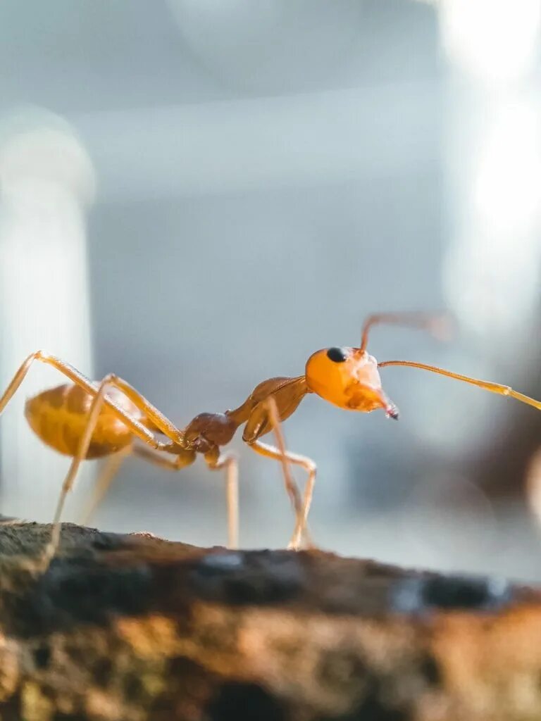 Orange ants. Черно оранжевый муравей. Домашние оранжевые муравьи. Колония муравьев. Оранжевые муравьи.