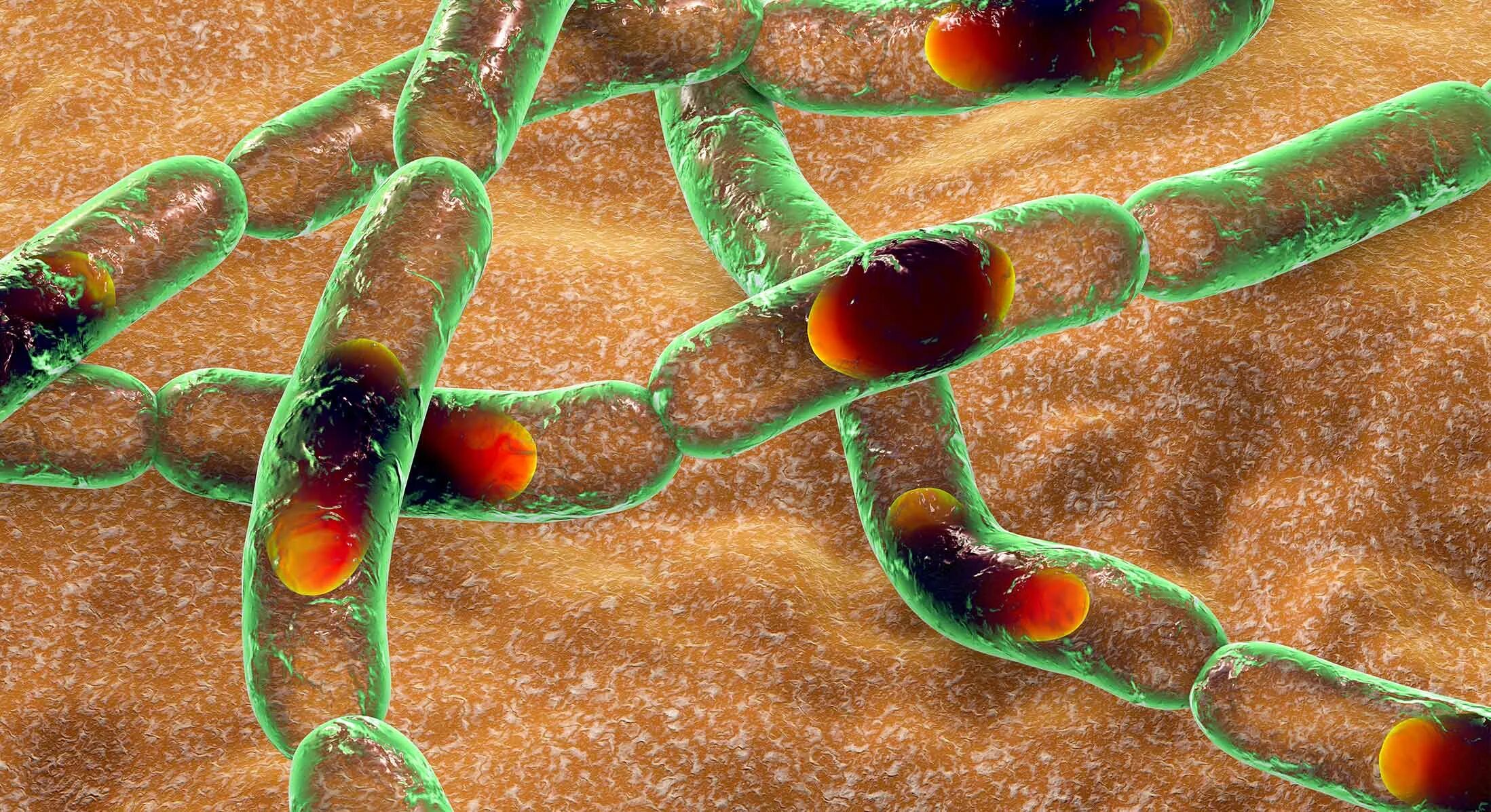 Bacillus anthracis Сибирская язва. Bacillus licheniformis пробиотик.