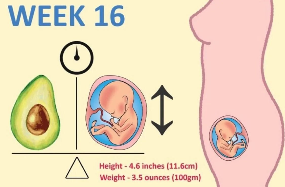 Где находится плод на 17 неделе. Где расположен плод на 16 неделе. Где находится ребенок на 16 неделе. Где располагается плод на 13 неделе. 16 неделя 2023