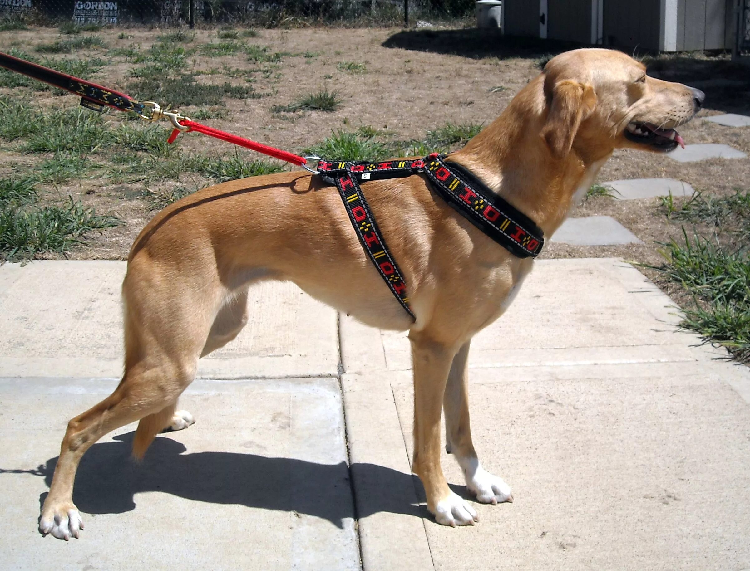 Шлейка рогз на собаке. Шлейка халти. Шлейка ergotrekking. Шлейка service dog. Beeztees шлейка.