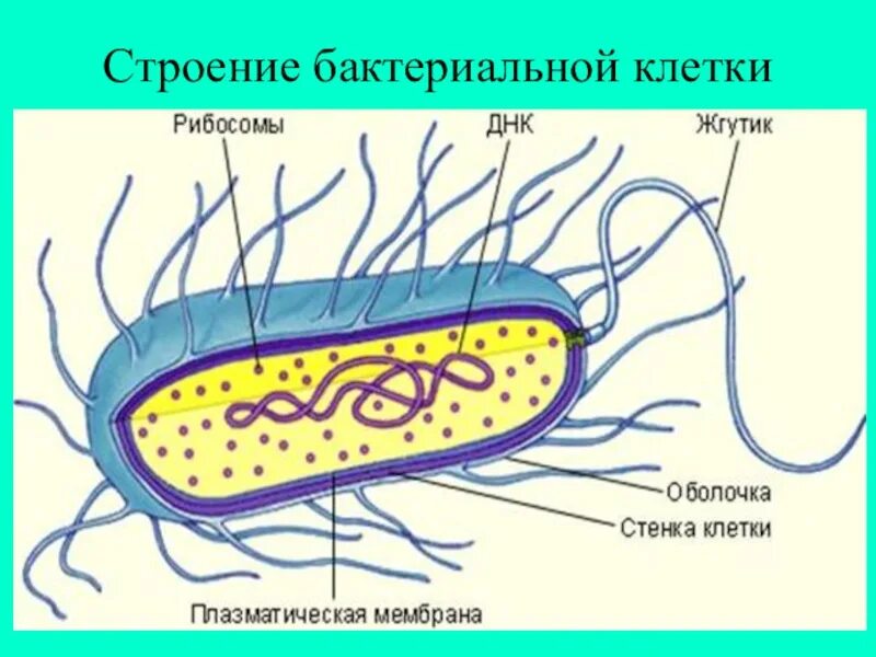 Бактерия прокариот строение. Строение бактериальной клетки прокариот. Структура прокариотической (бактериальной) клетки. Строение клетки бактерии. Строение прокариотической клетки.