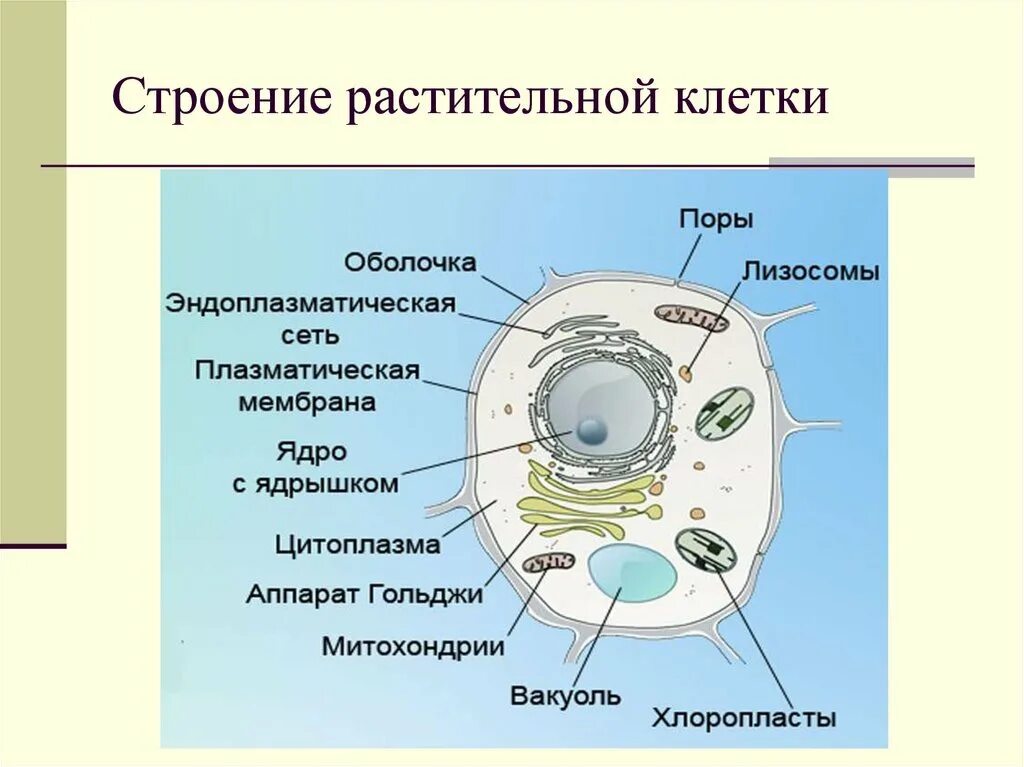 Растительной клетки кратко. Органоиды растительной клетки схема. Структура растительной клетки 5 класс. Строение растительной клетки 5 класс биология. Состав растительной клетки схема.