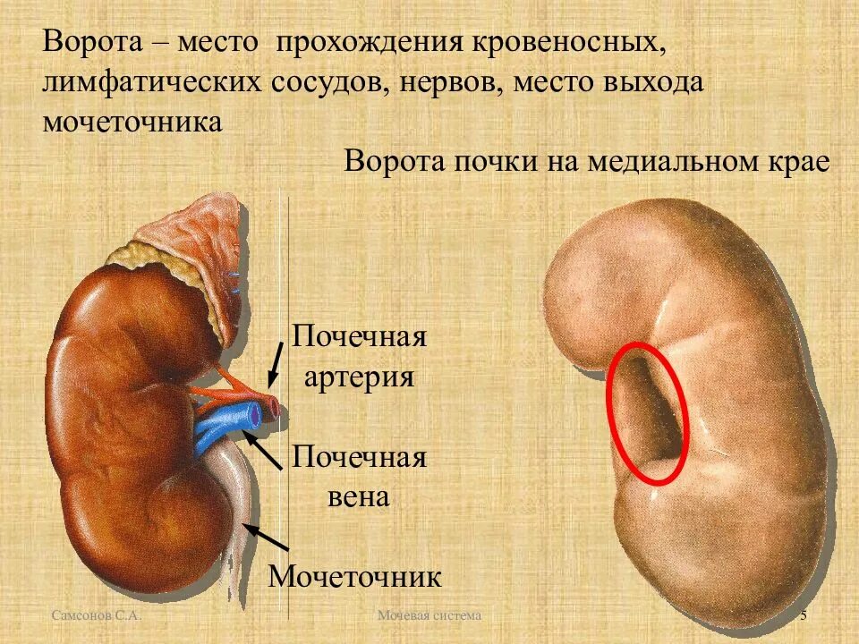 Строение почки почечные ворота. Где расположены ворота почек. Почечные ворота строение. Ворота почки строение.