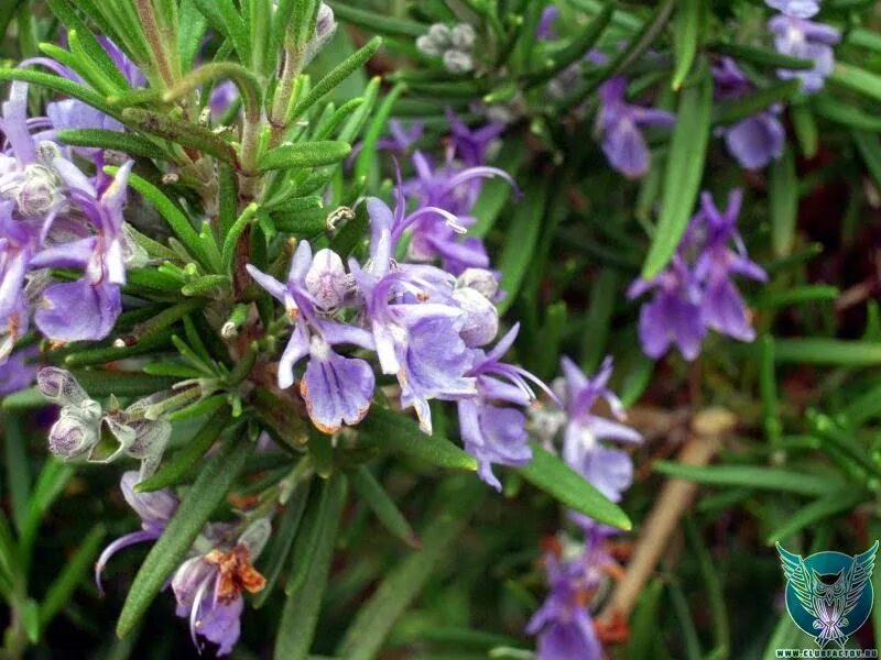 Как цветет розмарин. Розмарин лекарственный. rosmarinus eriocalyx. rosmarinus tomentosus. розмарин нима.