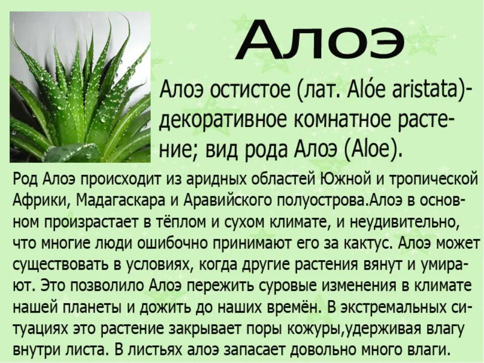 Род алоэ в русском. Алоэ древовидное (столетник) сок. Алоэ столетник остистое. Алоэ лекарственное растение.