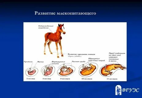 Класс млекопитающие развитие зародыша