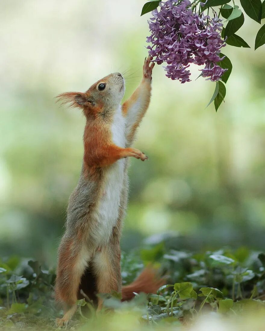 Отражение животных в воде. Животные креатив. Радостная белка. Весна природа животные. Забавная природа.