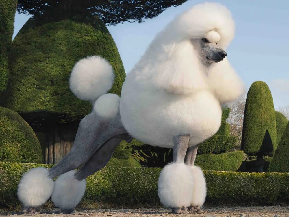 Fluffy giant пудель. Гигантский королевский пудель. Белый королевский пудель. Заросший пудель. Гигантский пудель.