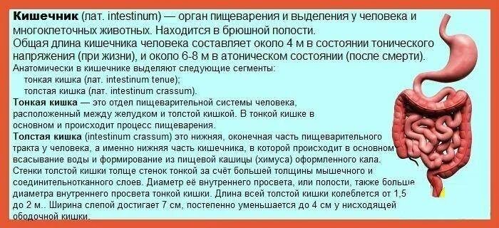 Как вылечить кишечник раз и навсегда. Спастическое сокращение кишечника. спастические боли в кишечнике. переполненный кишечник.