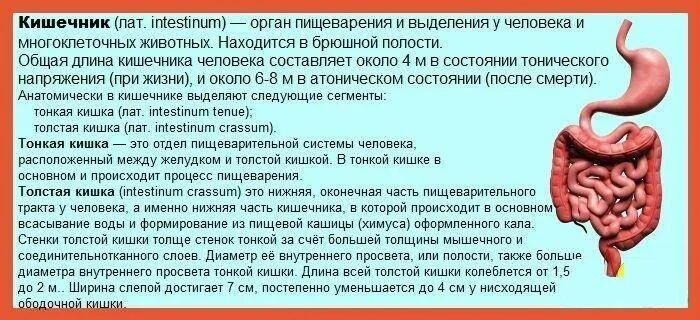 Спастическое сокращение кишечника. Спастические боли в кишечнике. Переполненный кишечник.