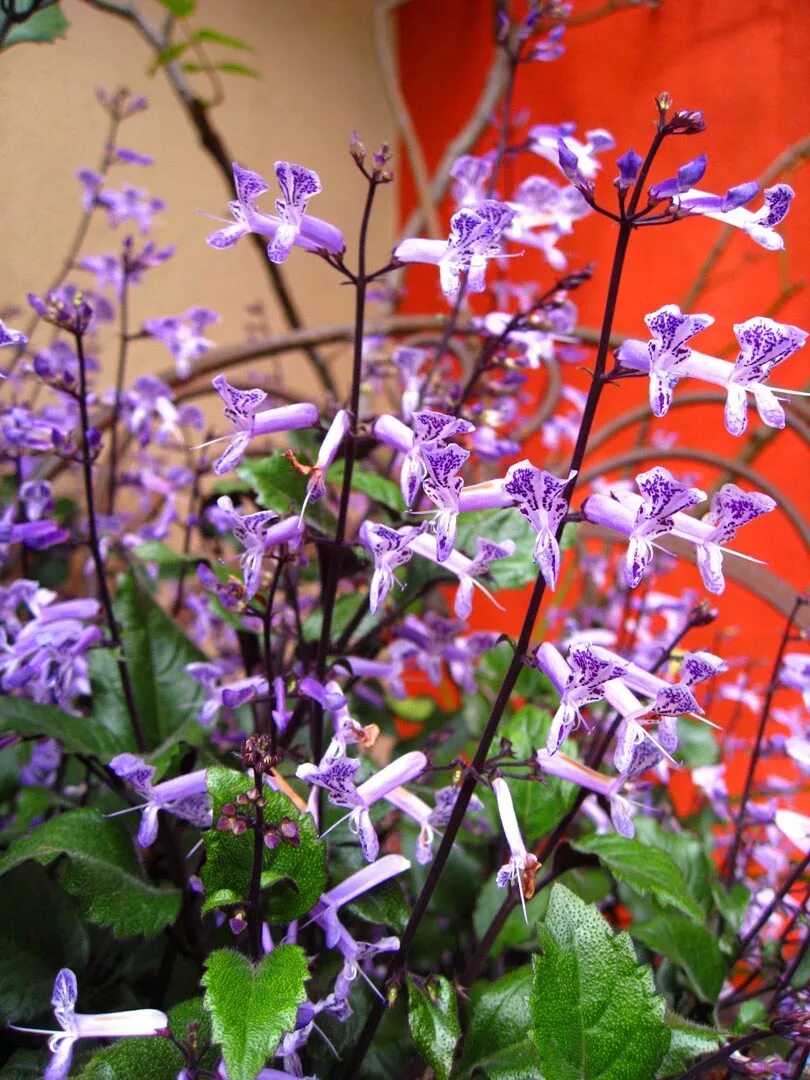 Плектрантус лавандер. Плектрантус лаванда. Плектрантус mona lavender. Плектрантус гибридный 'mona lavender'. Плектрантус лавендер.