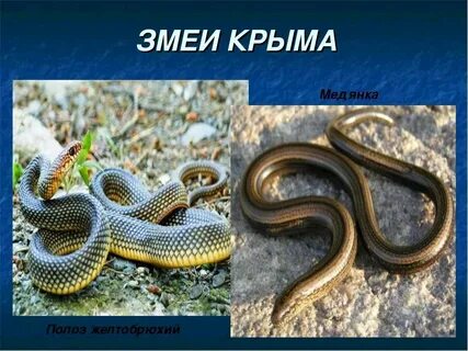 Змеи крыма фото и названия и описание