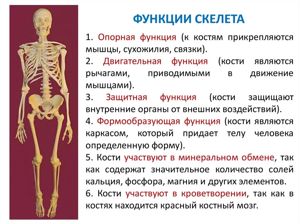 Опорно двигательная система какие функции. Опорно двигательная система скелет человека анатомия. Основная функция скелета. Функции скелета 8 класс биология. Опорно двигательная функция скелета.