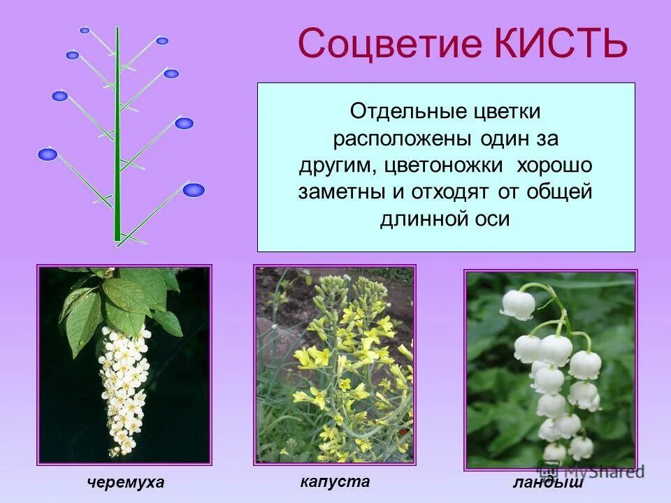представители соцветия кисть. растения с соцветием метелка. соцветие кисть черемуха. цветы с соцветием кисть. соцветия растений.