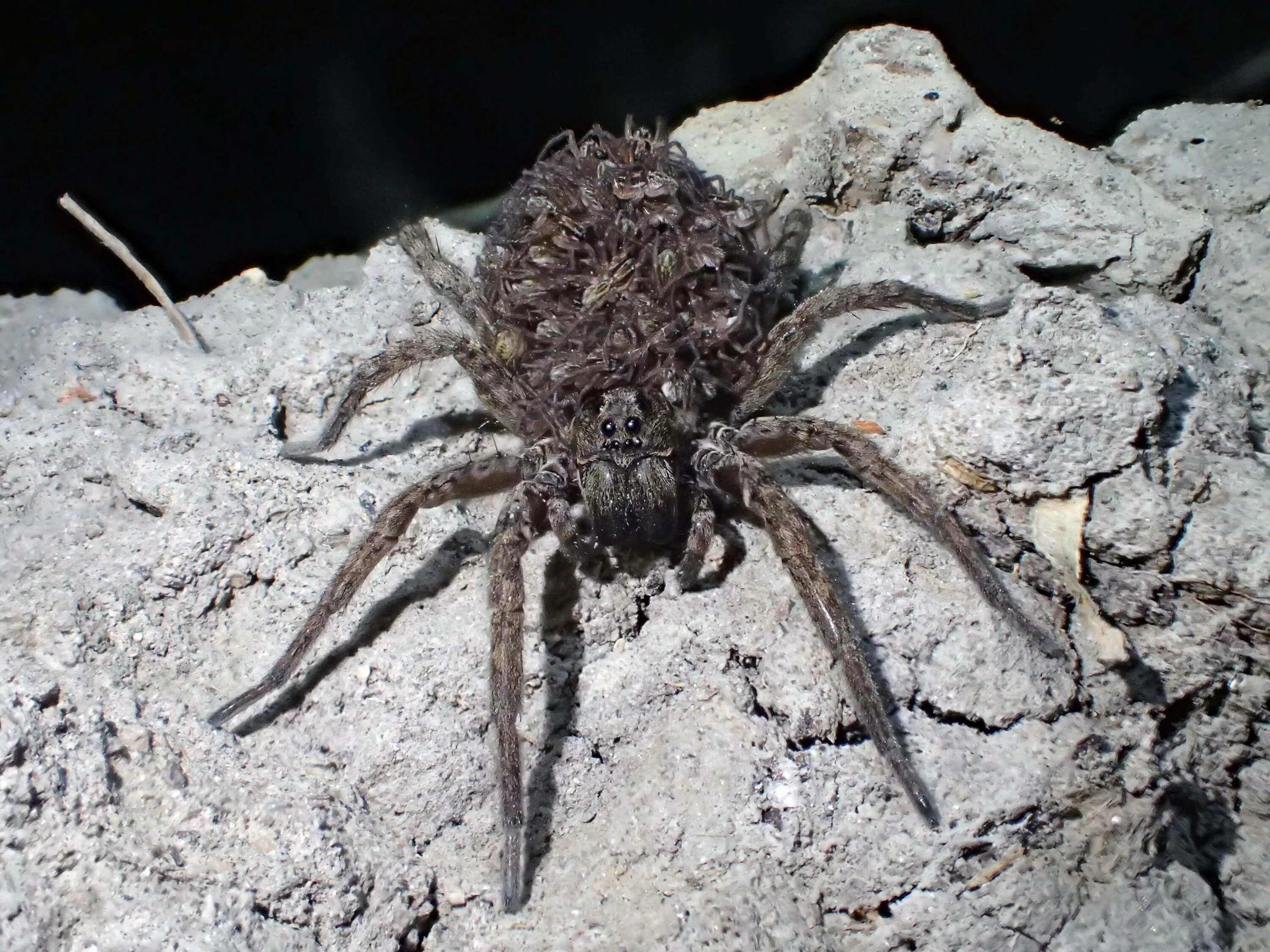 Spider island. Арагог паук Австралия. Австралийский воронковый паук-Тарантул. Паук-волк Арагог. Австралийский Белохвостый паук.