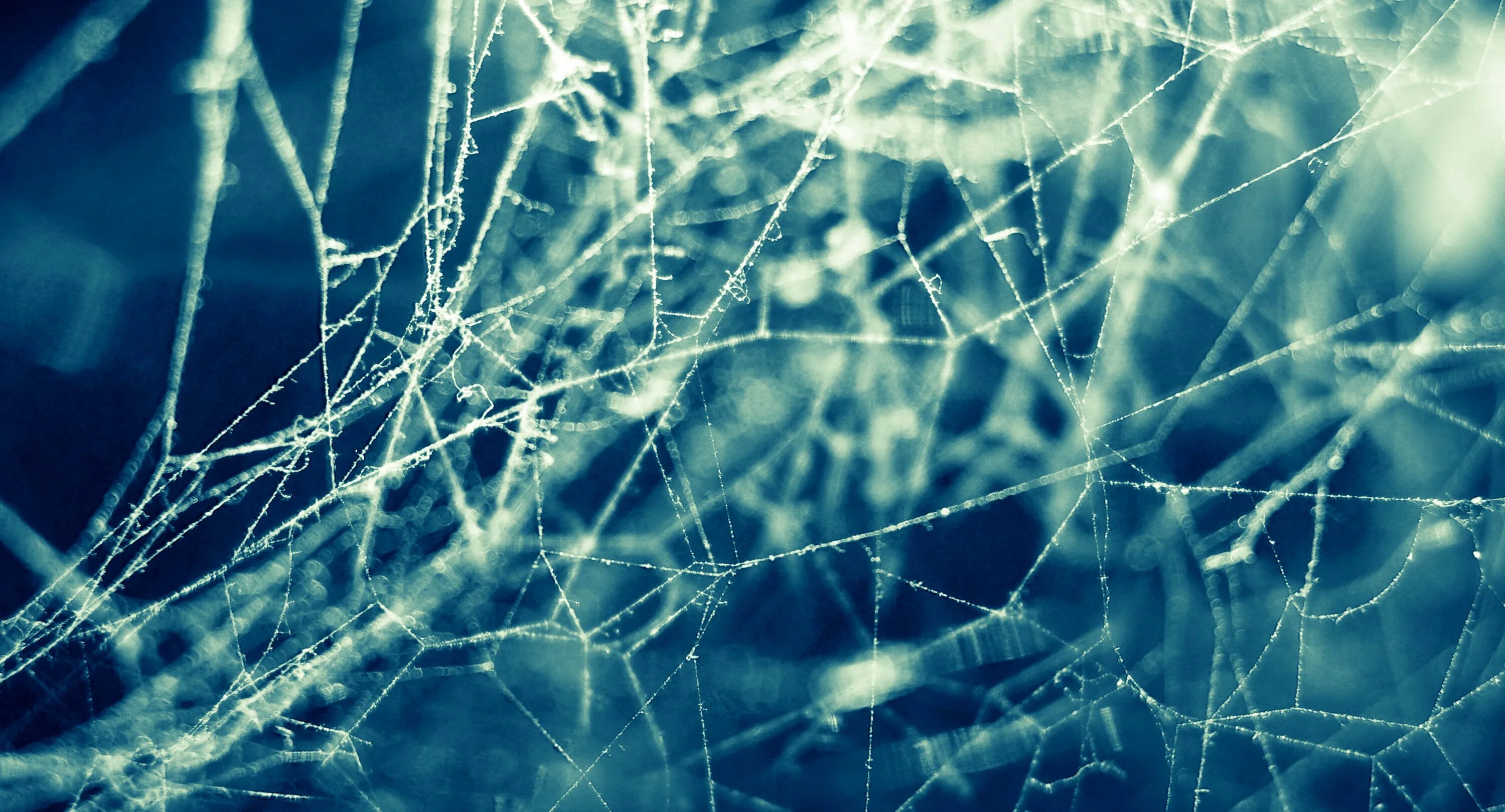 паутина. паутина текстура. паук на паутине. паутина абстракция. паутина.