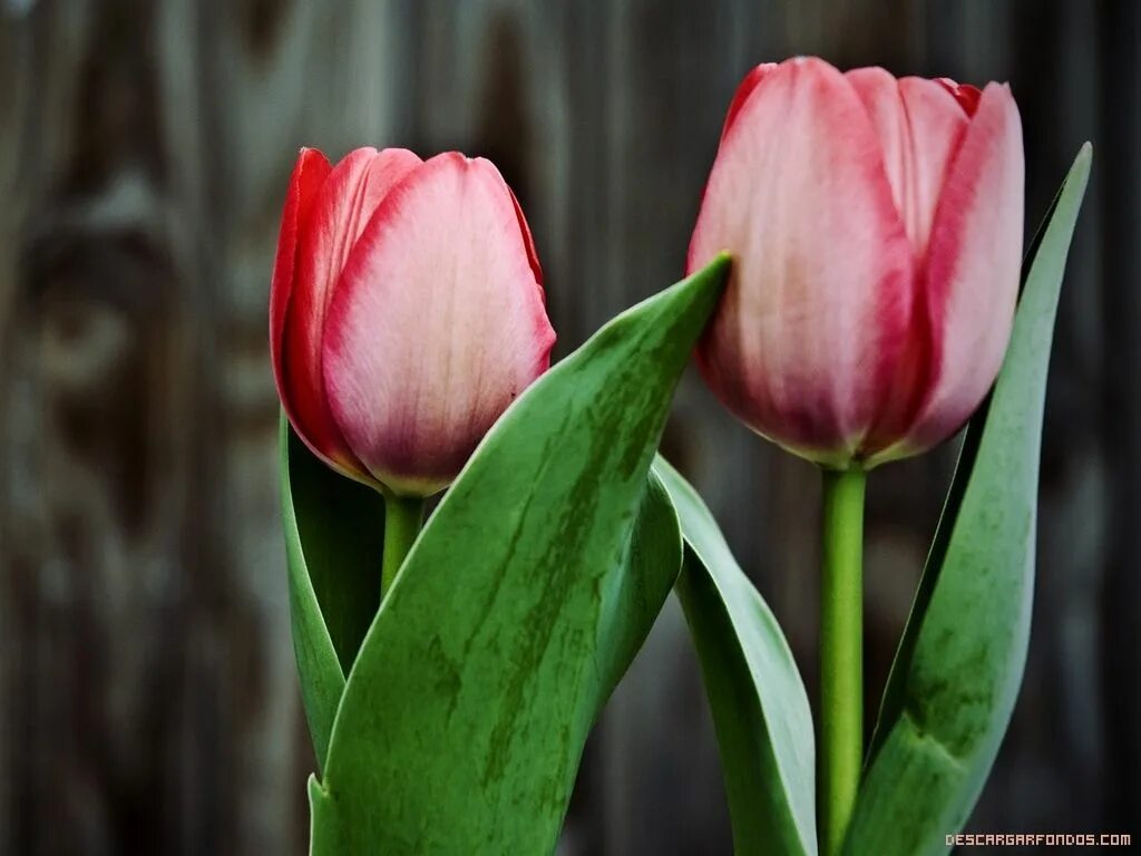 Tulip 2