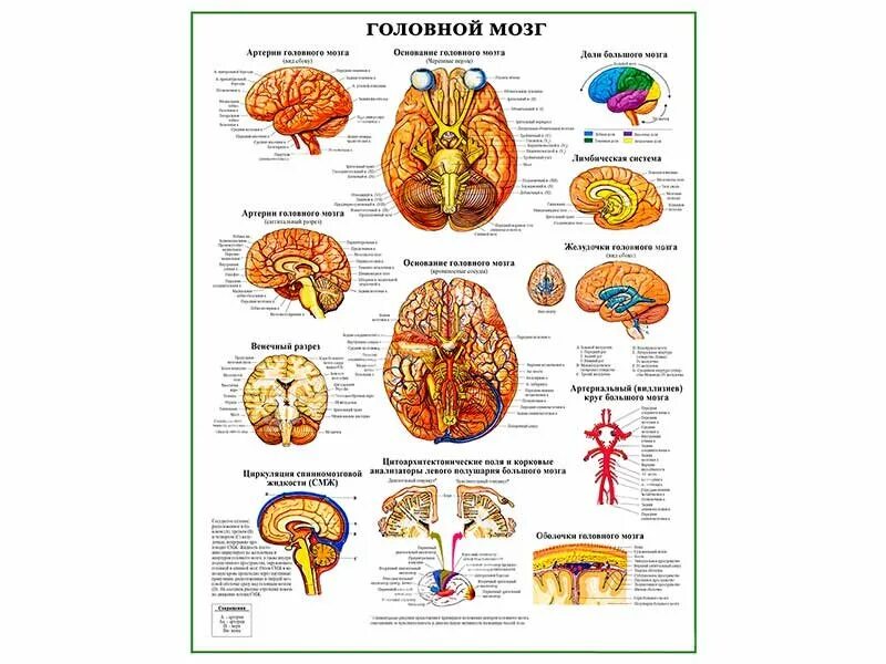 Биология мозга учебники. Головной мозг плакат. Анатомия мозга плакат. Плакат головной мозг анатомический. Плакат головной мозг человека анатомия.