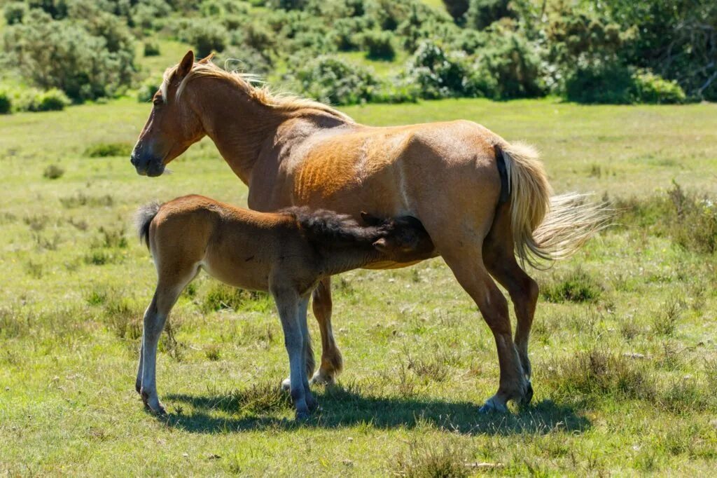 101 Questions to Ask When Buying a Horse - Savvy Horsewoman Beautiful horses, Ho