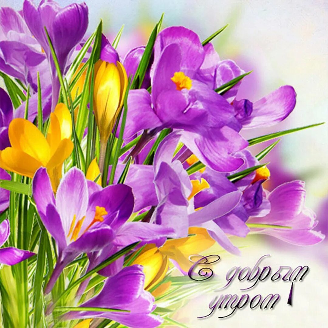 Доброе утро красивые весенние цветы открытки. Весенние цветы. Открытки с весенними цветами. Красивые весенние цветы. Красочные весенние букеты.